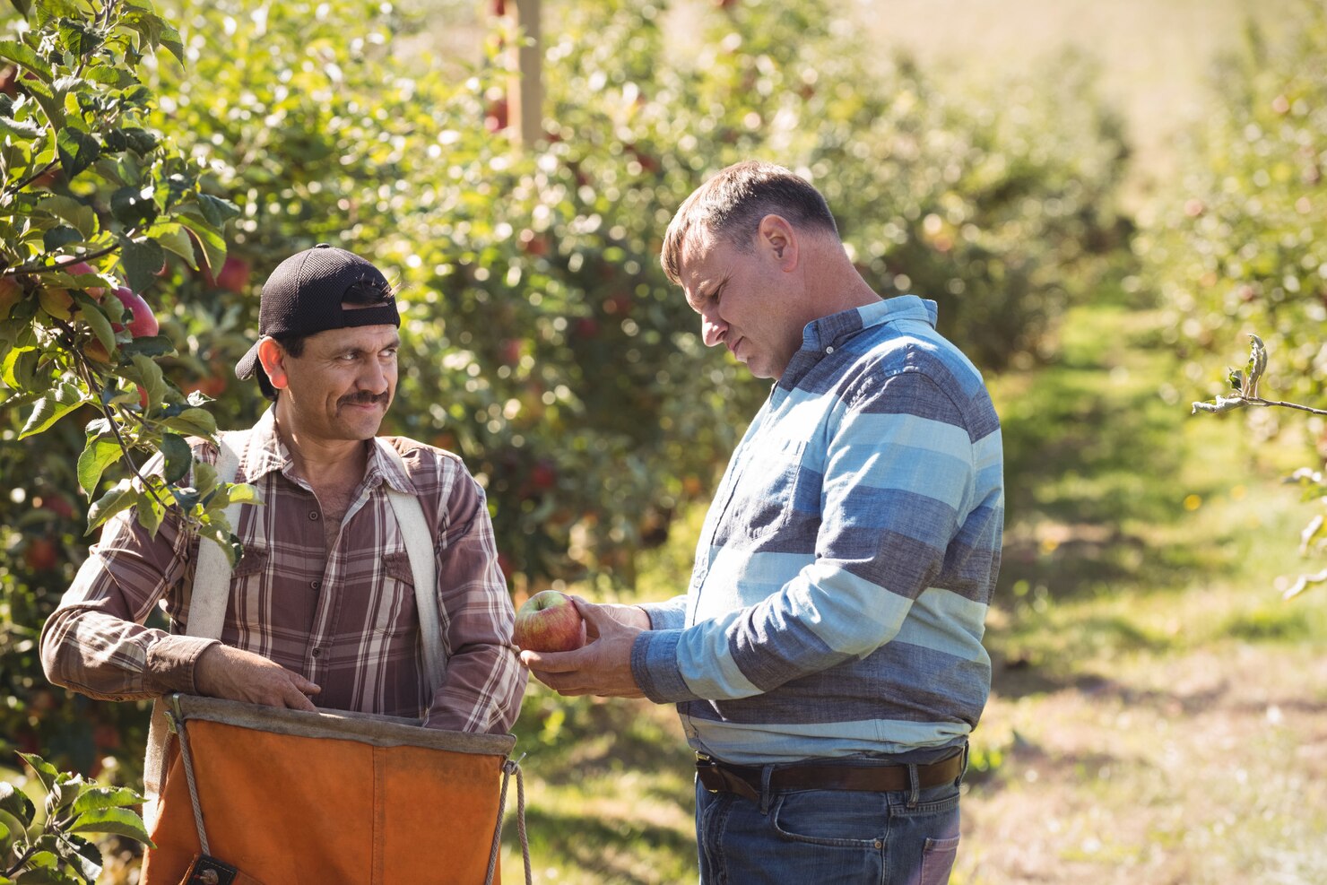 agricultor interactuando companero trabajo huerto manzanas 107420 12201