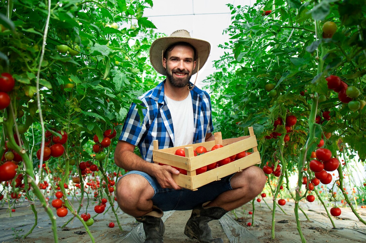 retrato joven agricultor sonriente vegetales tomate recien cosechados pie jardin invernadero 342744 1365